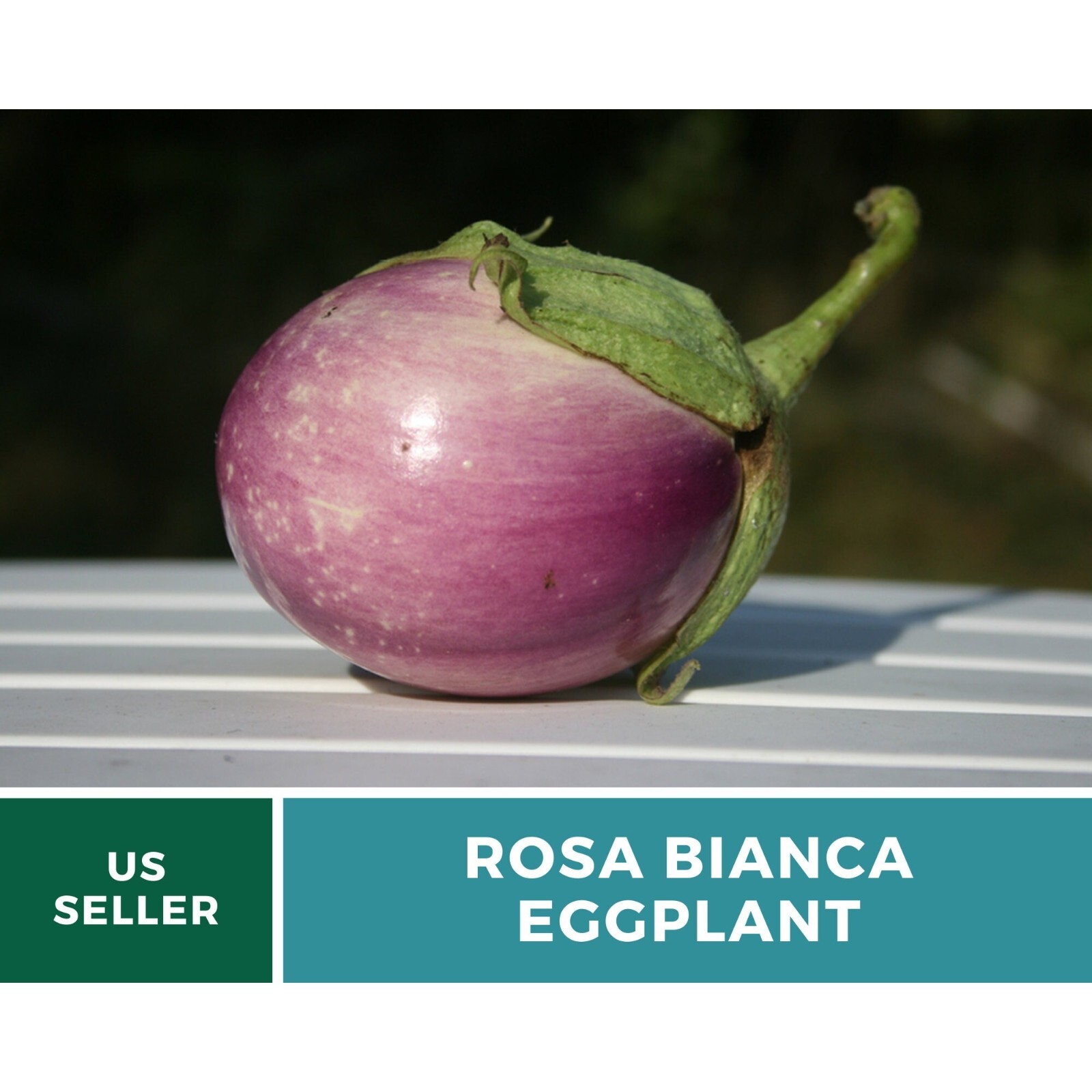Eggplant, Rosa Bianca – 50 Seeds – Heirloom Seeds – Open Pollinated – Non-GMO (S