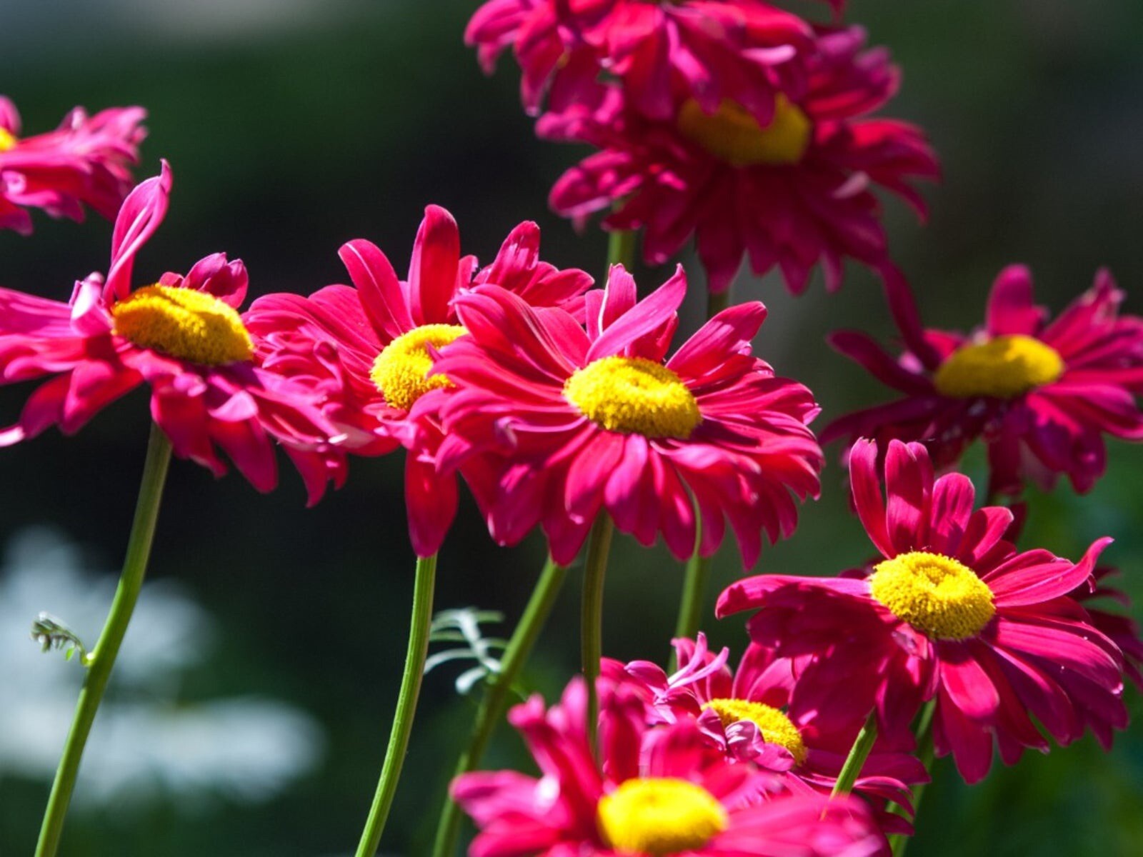50 + Painted Daisy Robinson Giant Mix Seeds/ Perennial/ Non-GMO / Free Shipping