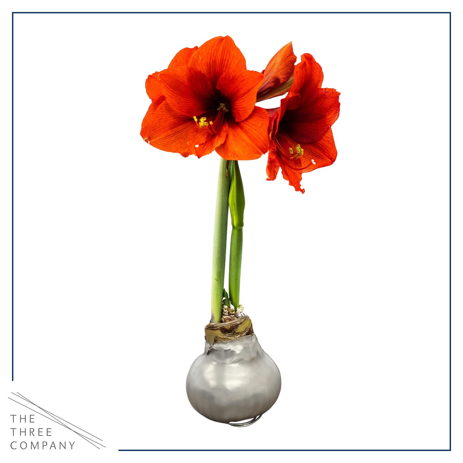 Live Waxed Amaryllis Bulb – Silver with Red Flowers – Easy Care Holiday Gift