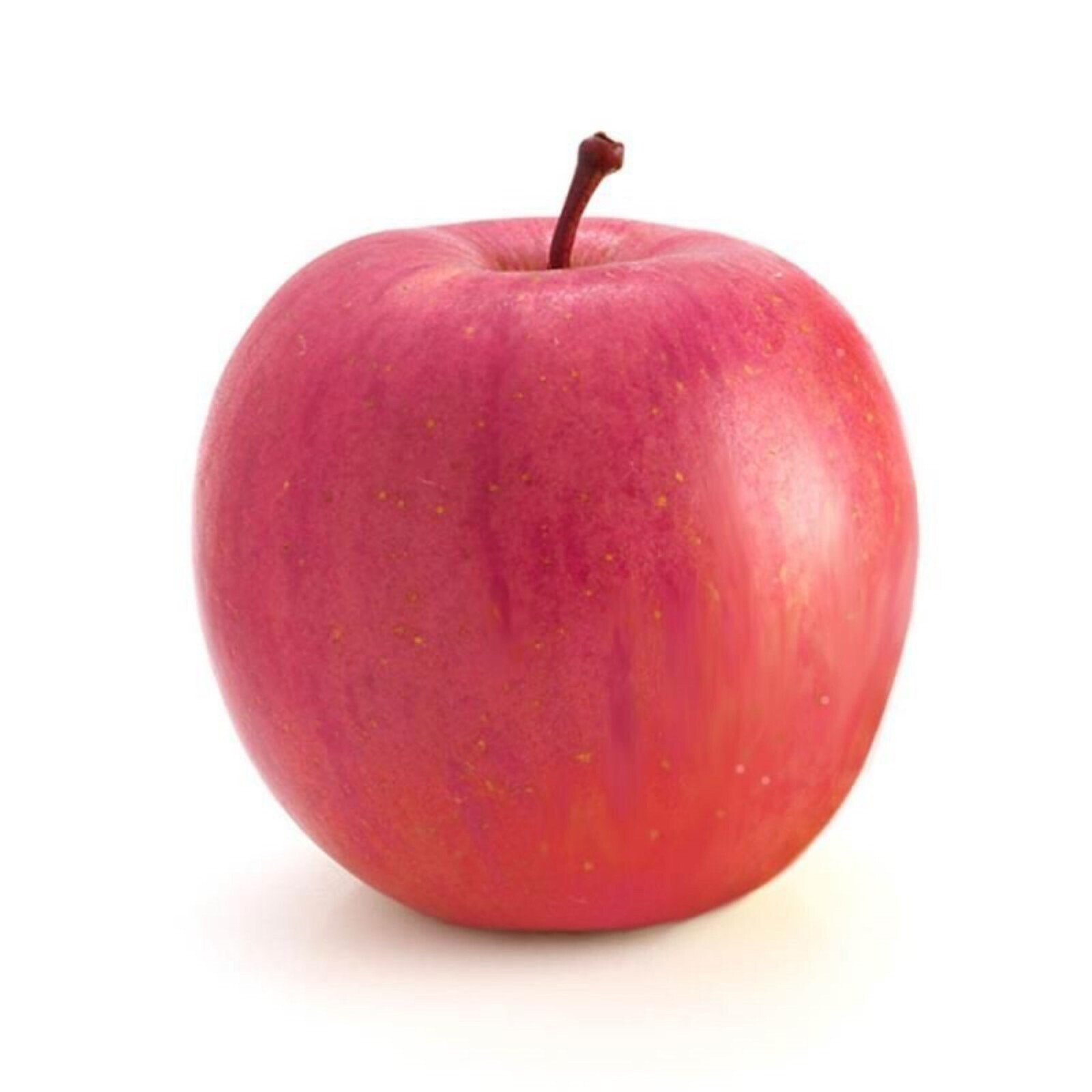 Red Fuji apple tree grafted 5x5x12 inches pot size 1 year old