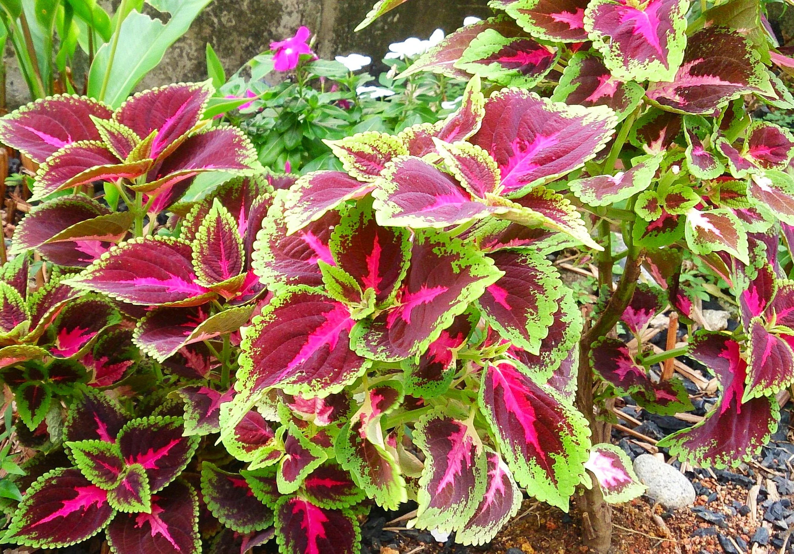 Rainbow Mix Coleus Seeds | Annual Tropical Houseplant Leaf Shade Plant Seed 2025