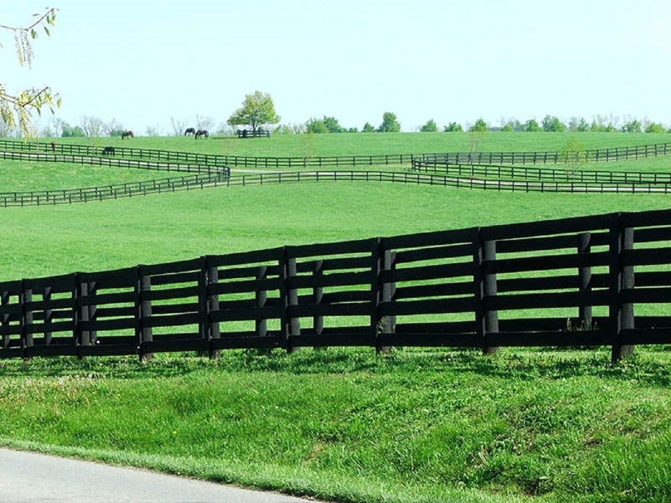 Dense Kentucky Bluegrass Seed, Ideal for High Traffic Lawns and Bare Feet