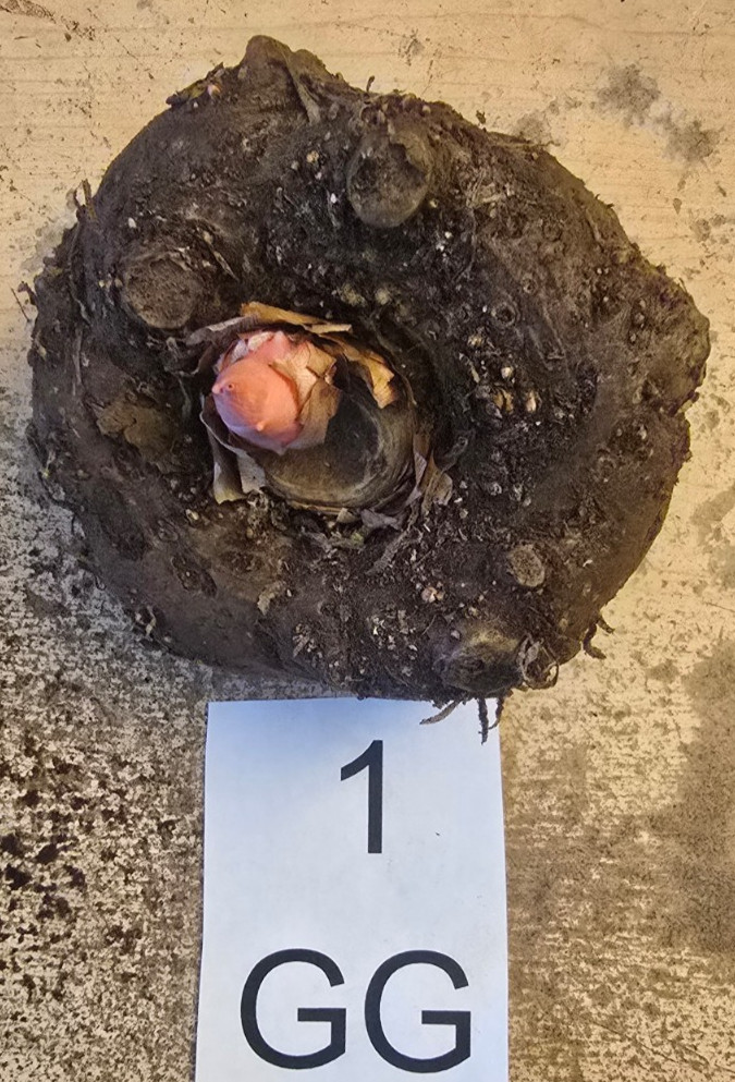 1 LB 4 OZ AMORPHOPHALLUS KONJAC “GORDON’S GOLD” 4.5 INCH BULB VOODOO LILY TUBER