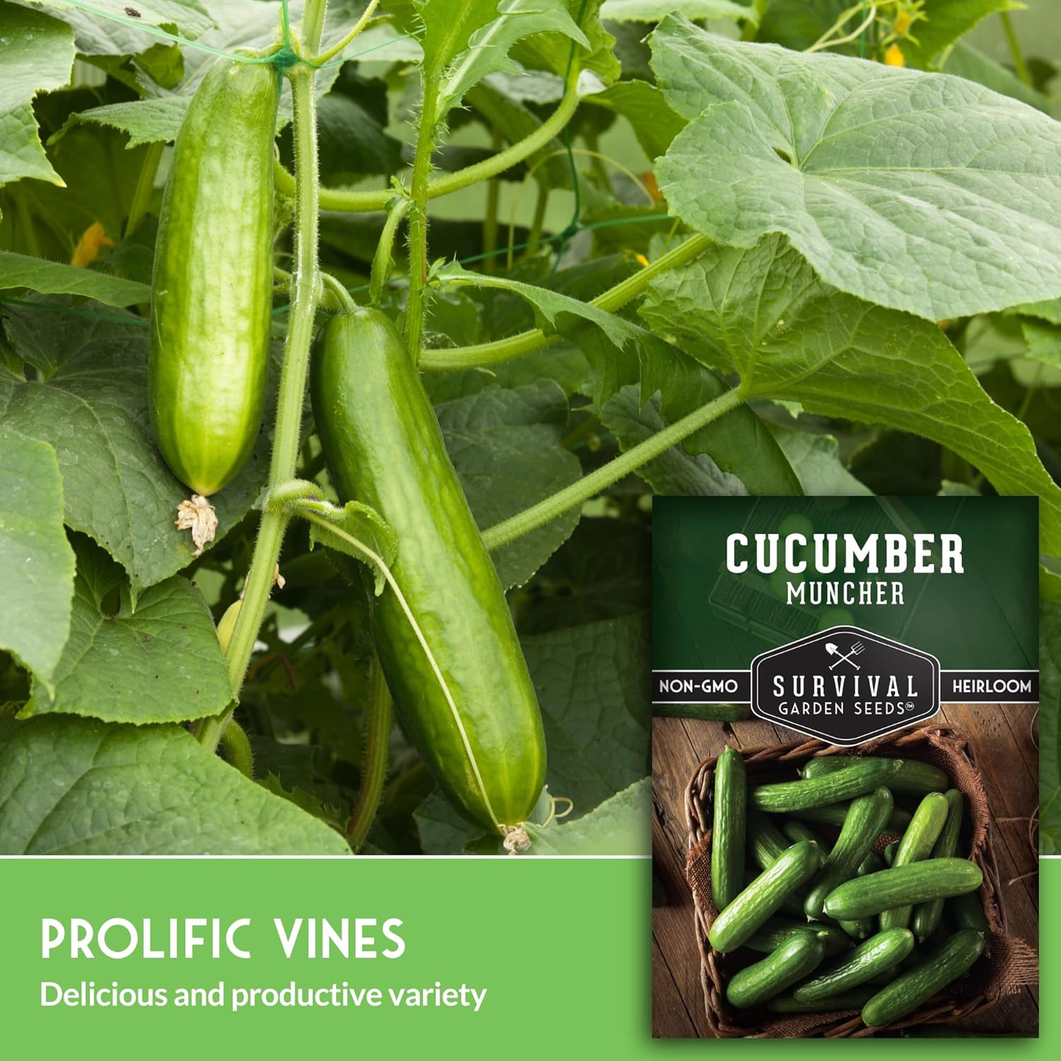 Muncher Cucumber Seeds for Planting | Burpless Variety with Smooth Skin for Snac