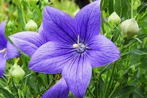 100+ Seeds Balloon Flower (Platycodon Grandiflorus) Perennial