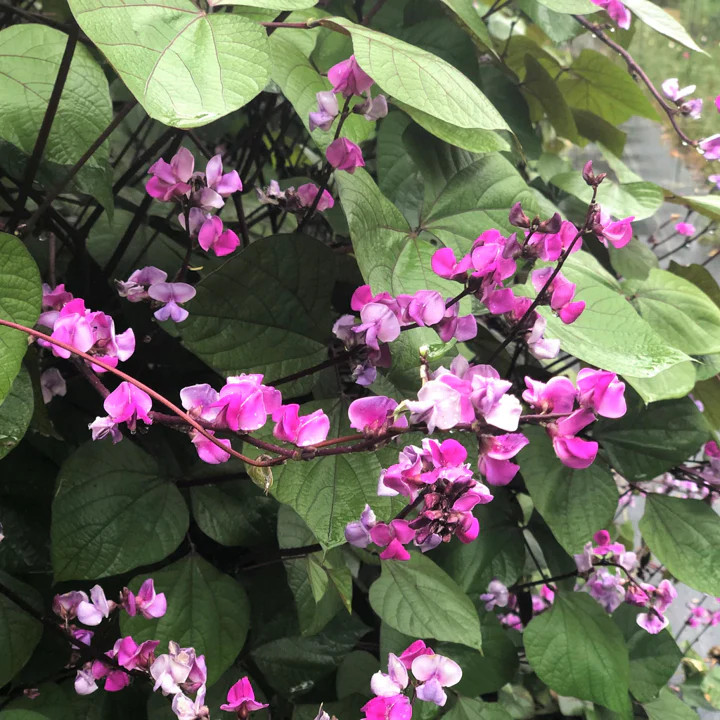Purple Moon Hyacinth Bean Seeds (Pole) | Lablab Purpureus Dolichos Tonga 2024
