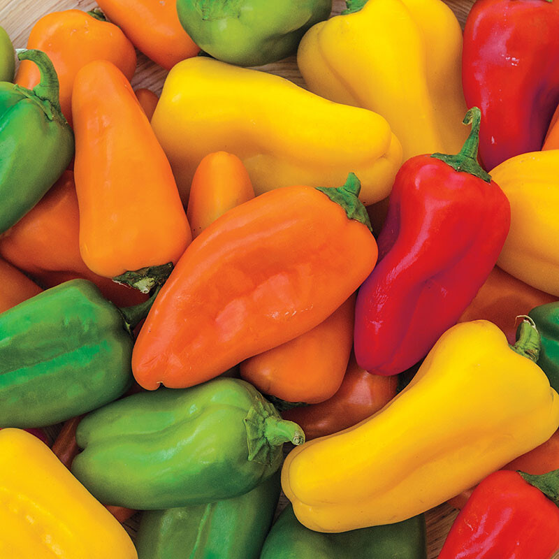 Rainbow Sweet Pepper Seeds (30) / ORGANIC / FLORIDA GROWN / FANTASTIC FLAVOR