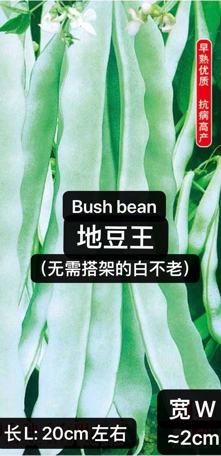 60Ct Bush Bean Seeds Vegetable Garden Heavy producer NON-GMO 60粒高产地豆王、无架白不老种子