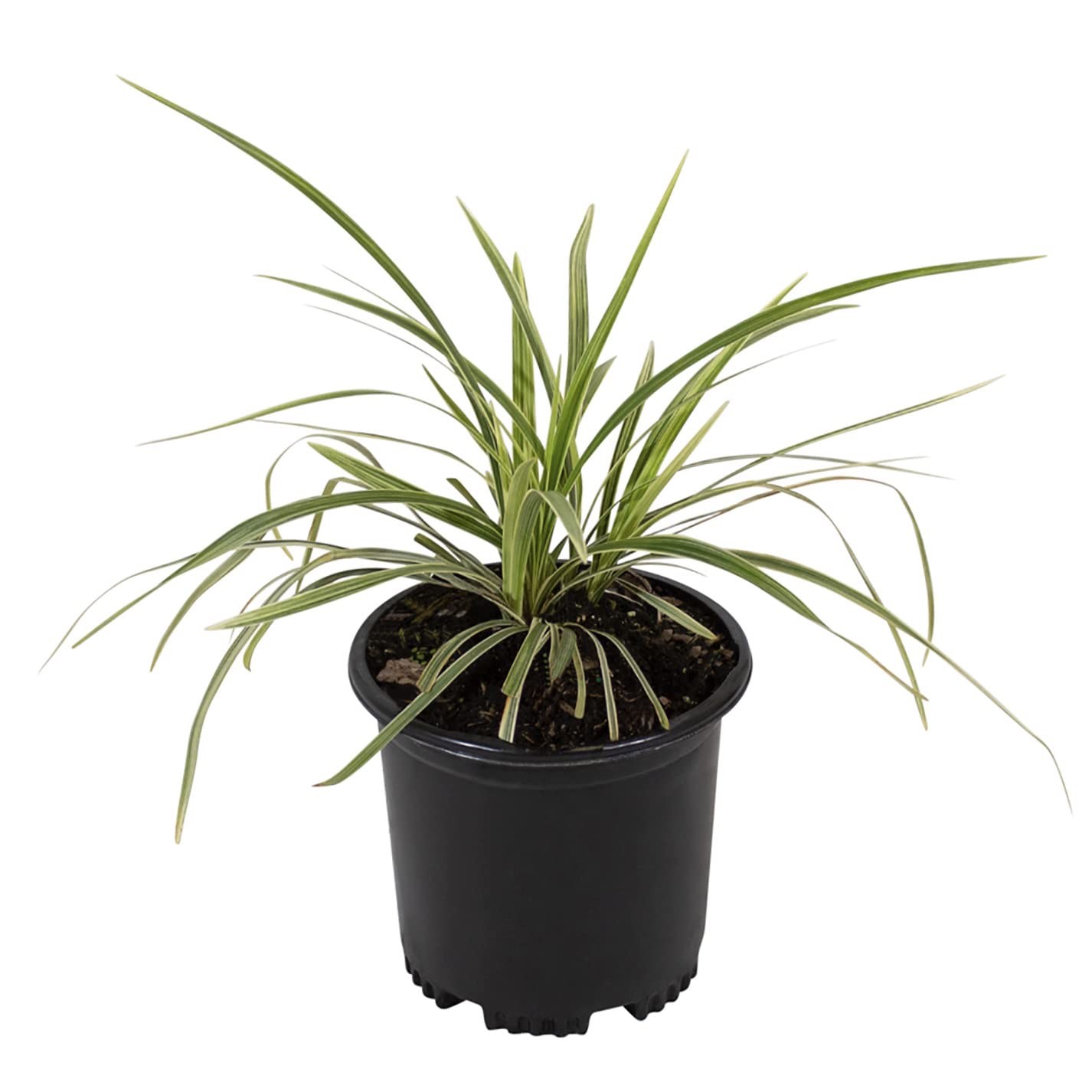 Aztec Grass Liriope Muscari, Outdoor Plants Live Ornamental Grass Plants Live…