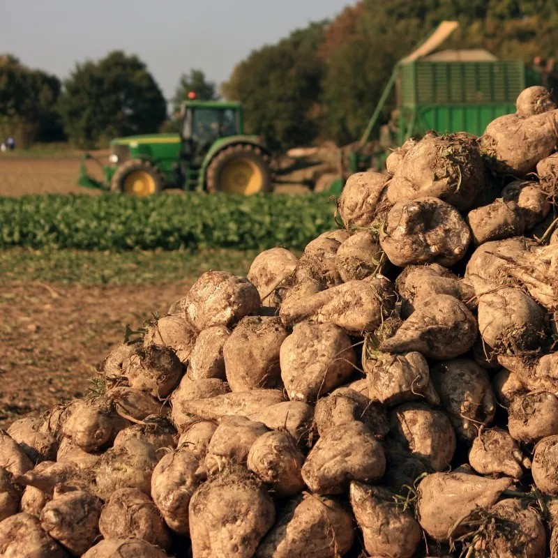 200 Sugar Beet Seeds — Natural Source of Sugar — LARGE