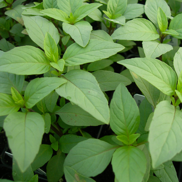 Lime Basil Seeds | Heirloom / Non-GMO | Free Shipping | Herb Seeds | 1127