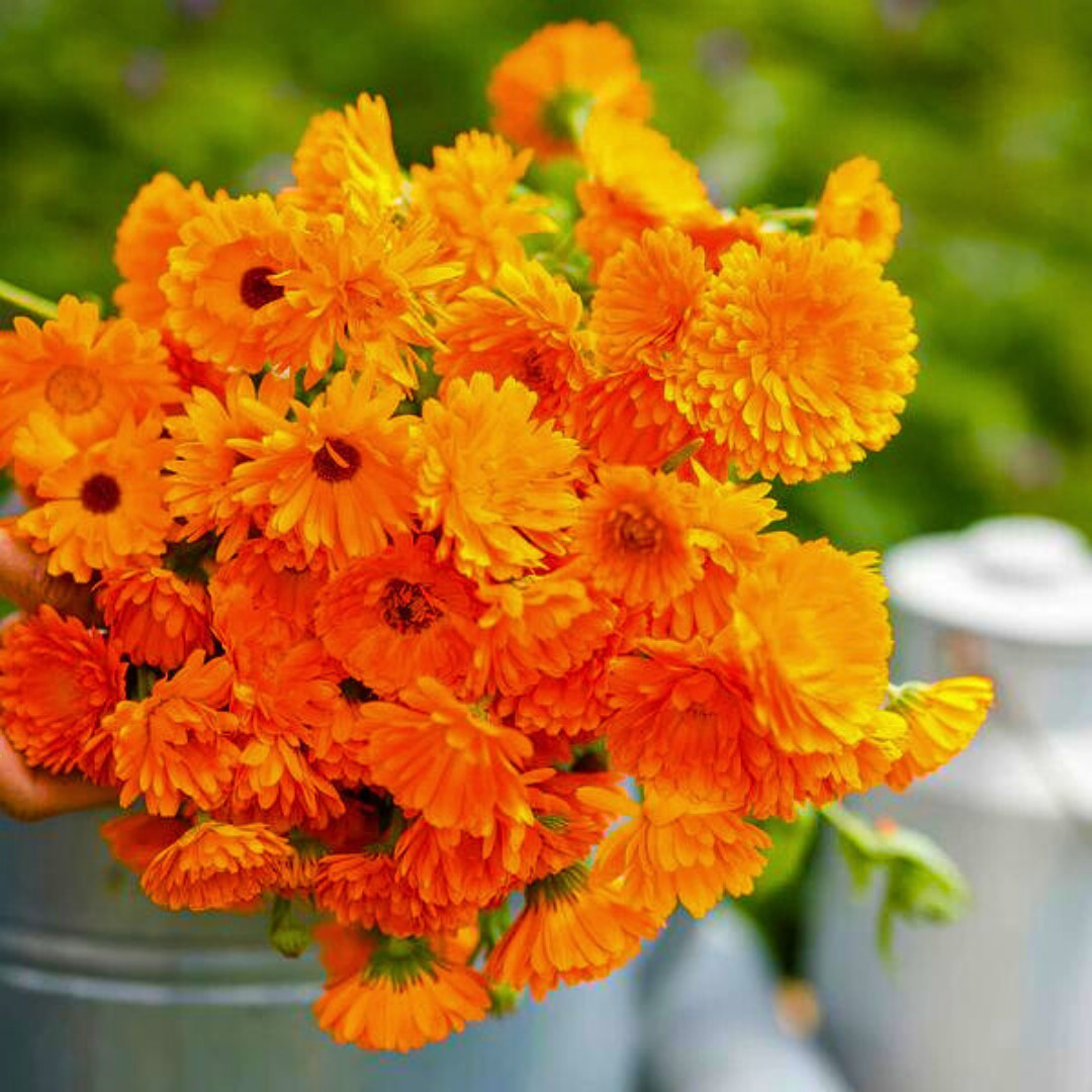Fresh Premium Pacific Beauty Calendula Seeds | Heirloom Non-GMO | Flower Seeds