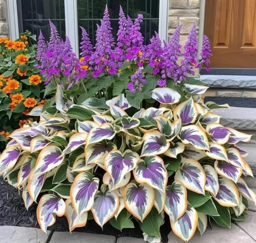 100PCS Heart-Shaped Hosta Seeds – Elegant Low-Maintenance Perennial for Shade
