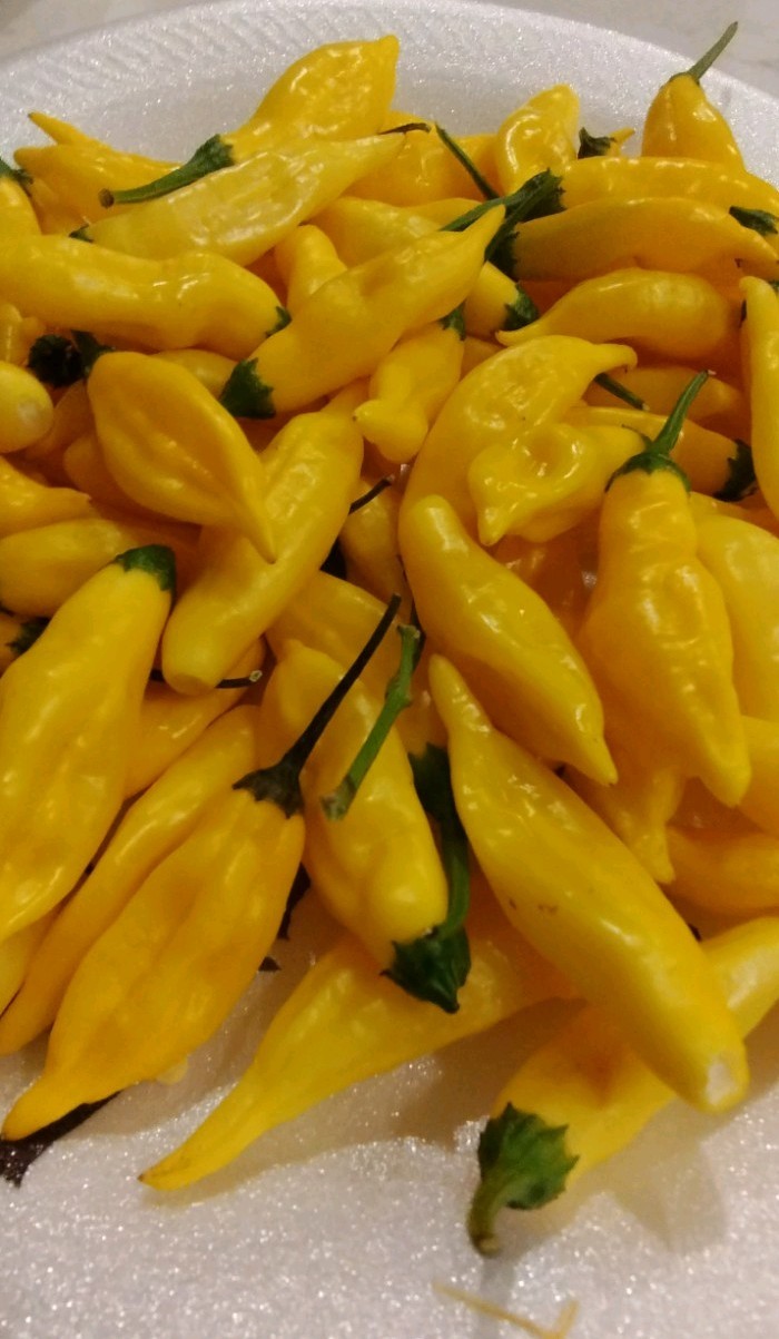 Lemon Drop (50 Seeds) Citrus Taste, Mild/Medium Heat, Free Shipping