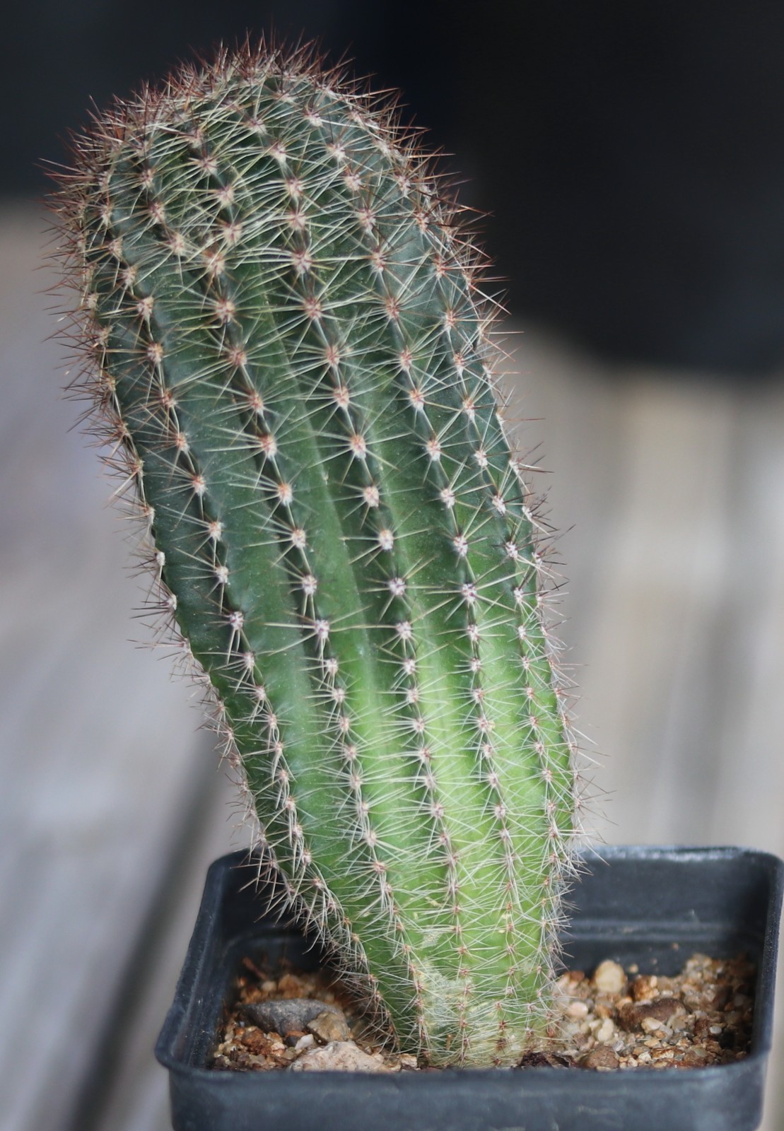 Echinopsis hybrid ‘Rouge Madness’