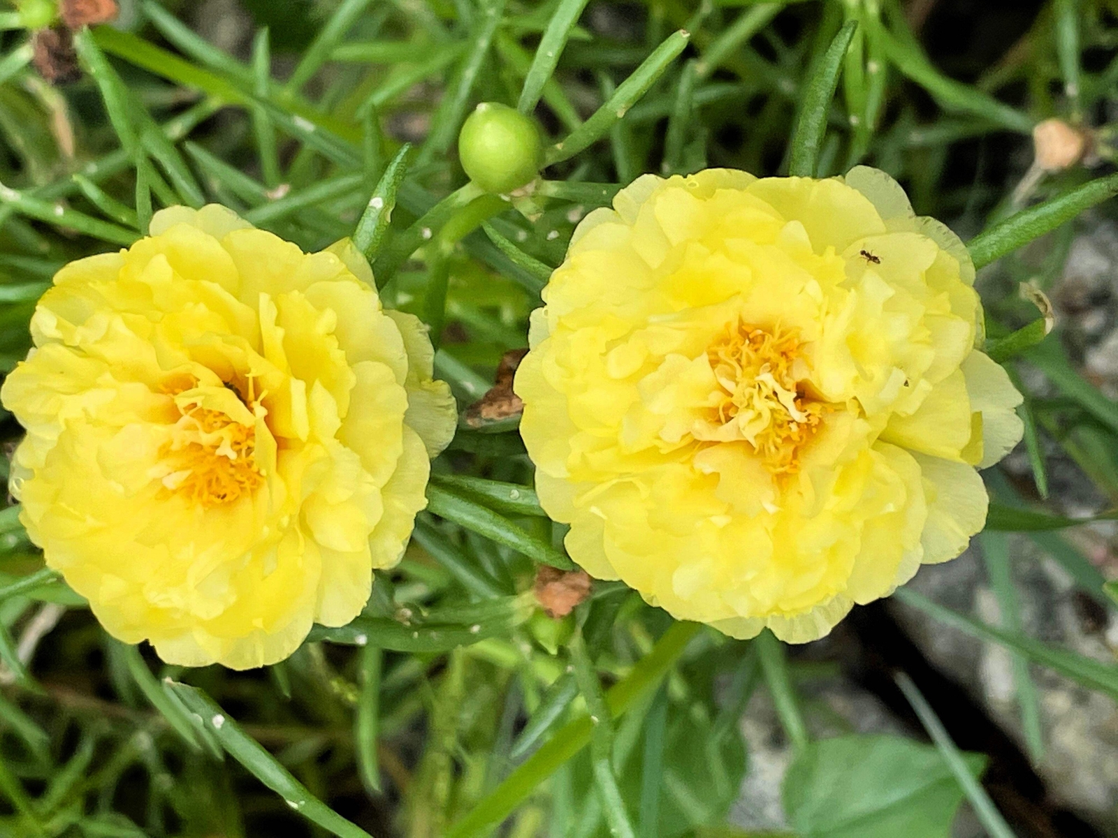 100 YELLOW PORTULACA Grandiflora / MOSS ROSE Gold Flower Seeds *Comb S/H
