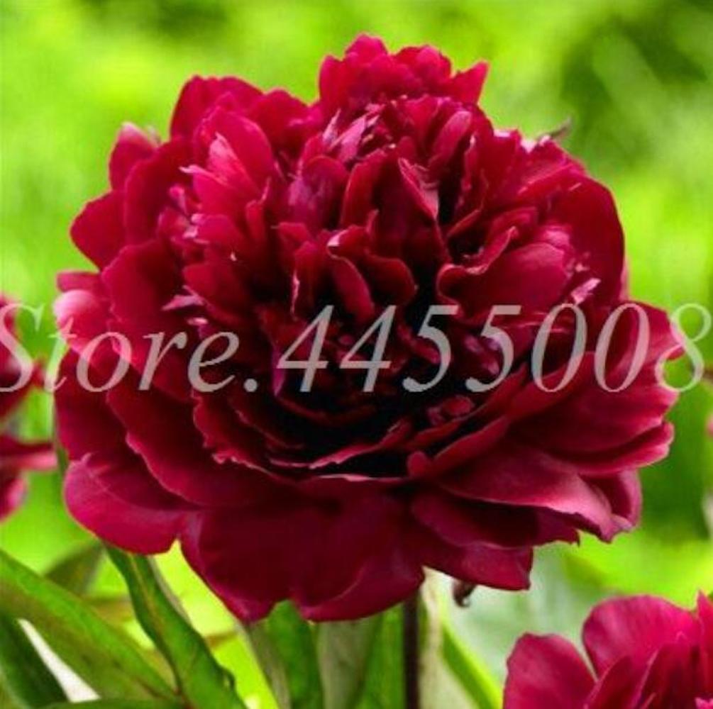 20 PEONIES FLOWER SEEDS rare exotic blossom bloom plant garden germination B