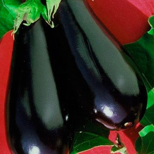 Epic Eggplant: 15 Seeds