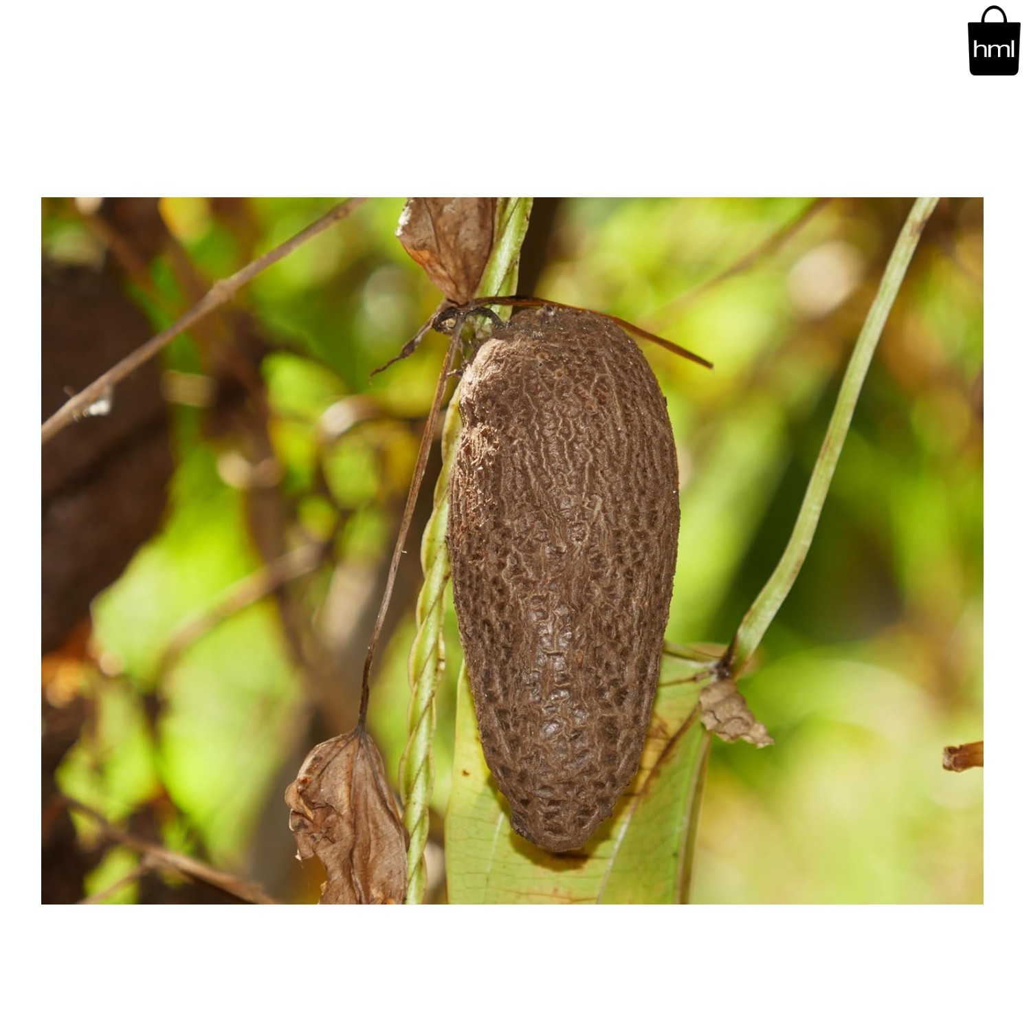 100 Pcs Dioscorea Alata Seeds, Heirloom Purple Yam Vegetable Seeds for Planti…