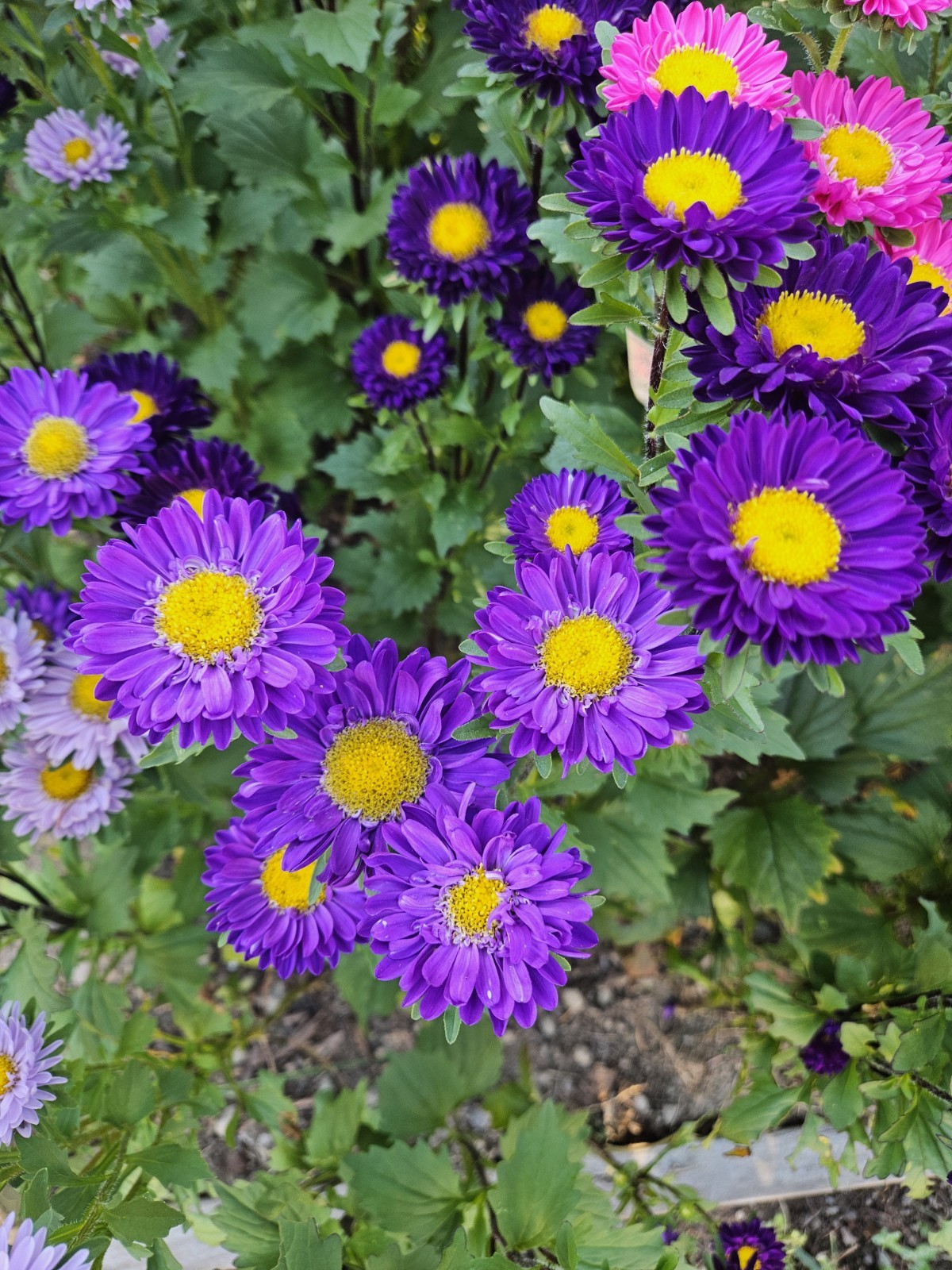 China Aster Seeds- 400+ Single Mix Flower Mixed Colors: Shades Of Pink & Purple