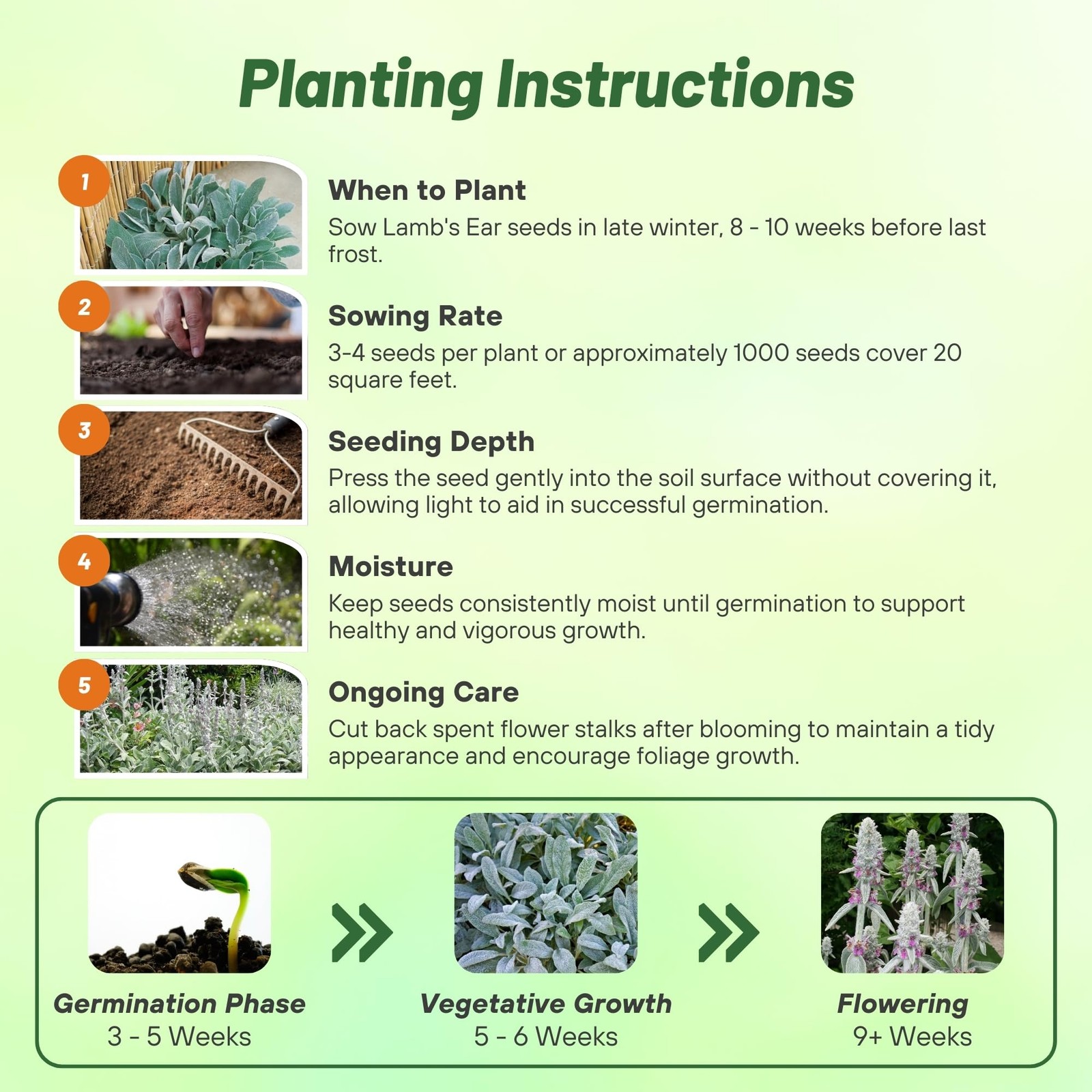 Lamb’s Ear Seeds – 1000 Pcs Perennial Flower Seeds for Ground Cover &
