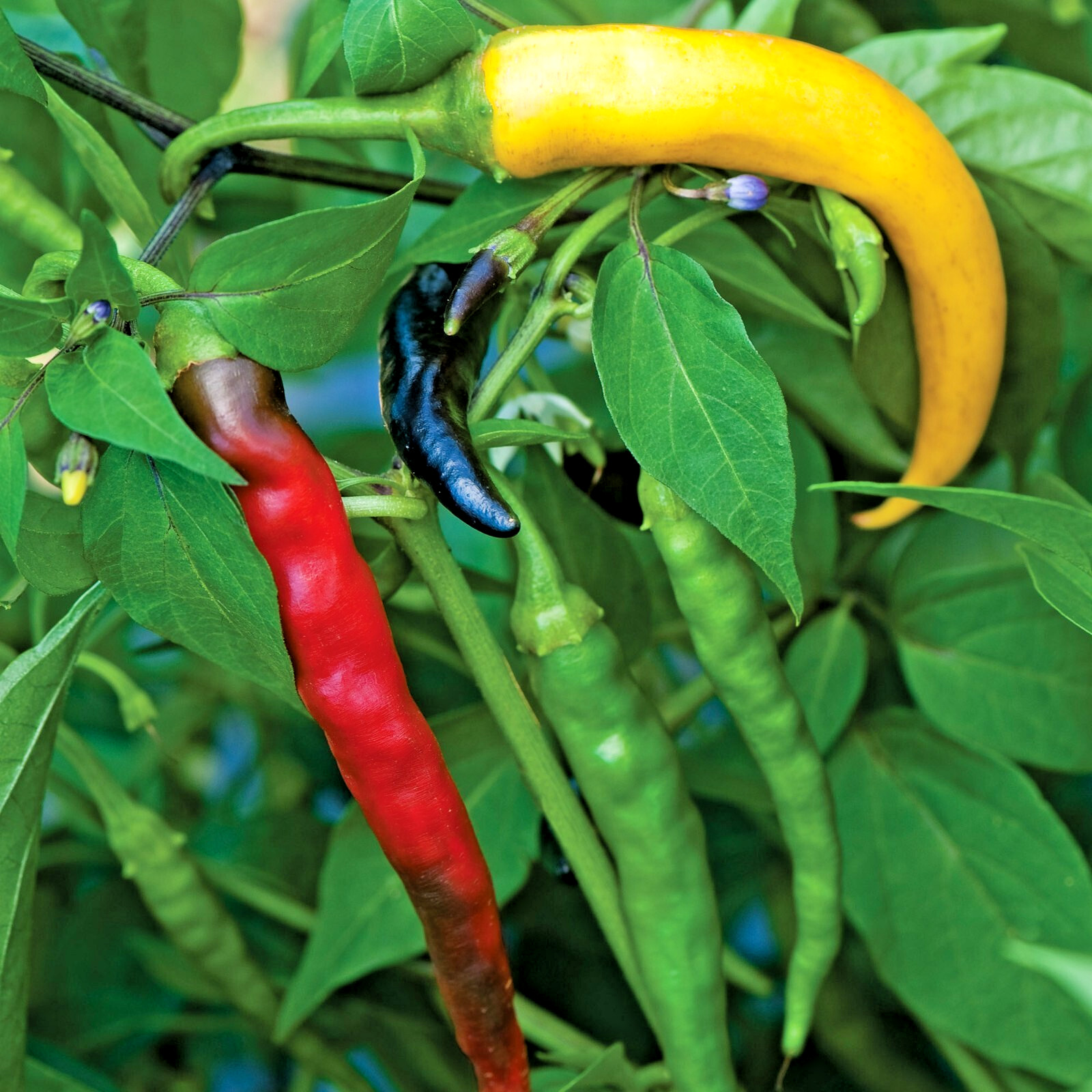 Peppers Hot Chili Cayenne Thin – Anaheim Chili – Cayenne Piñata Blend, non GMO