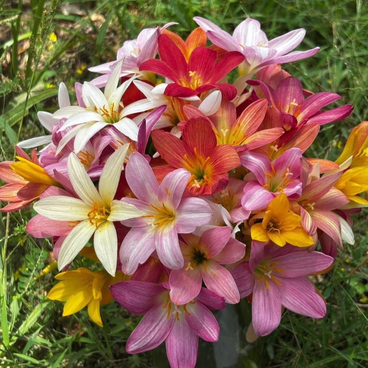 20 New! Mixed rainlily White,Pink and other surprise color (Zyranthes)