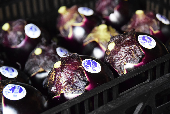 RARE✿ Japanese Heirloom Kamo Eggplant/Kamo Nazu 賀茂 なす 15+ Seeds ●Heat Tolerant