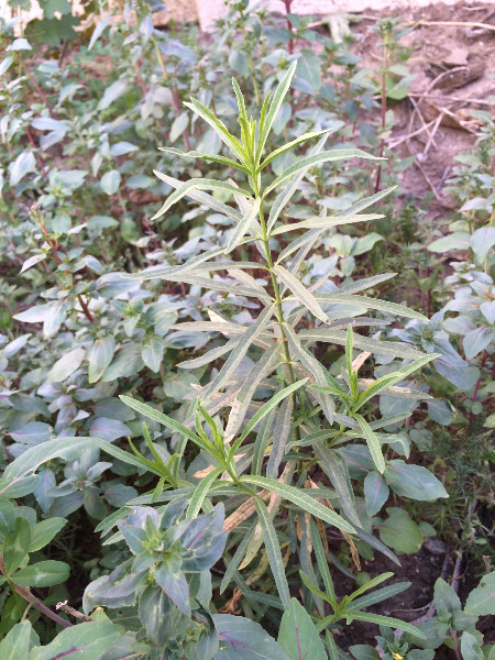 Asclepias fascicularis | Narrow-Leaf Milkweed | 25 Seeds