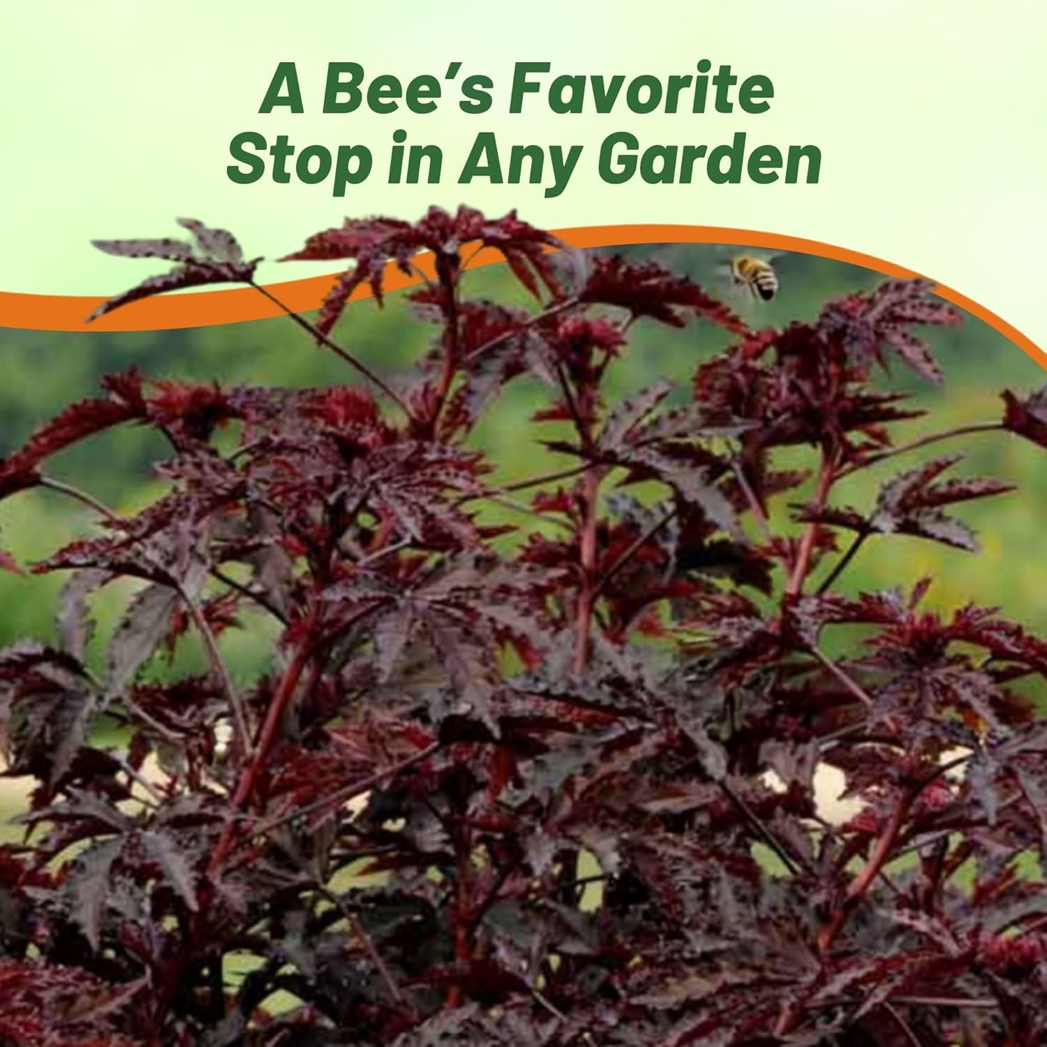 20 Seeds Drought Tolerant Hibiscus Mahogany Splendor Garden Flower Plant Seed