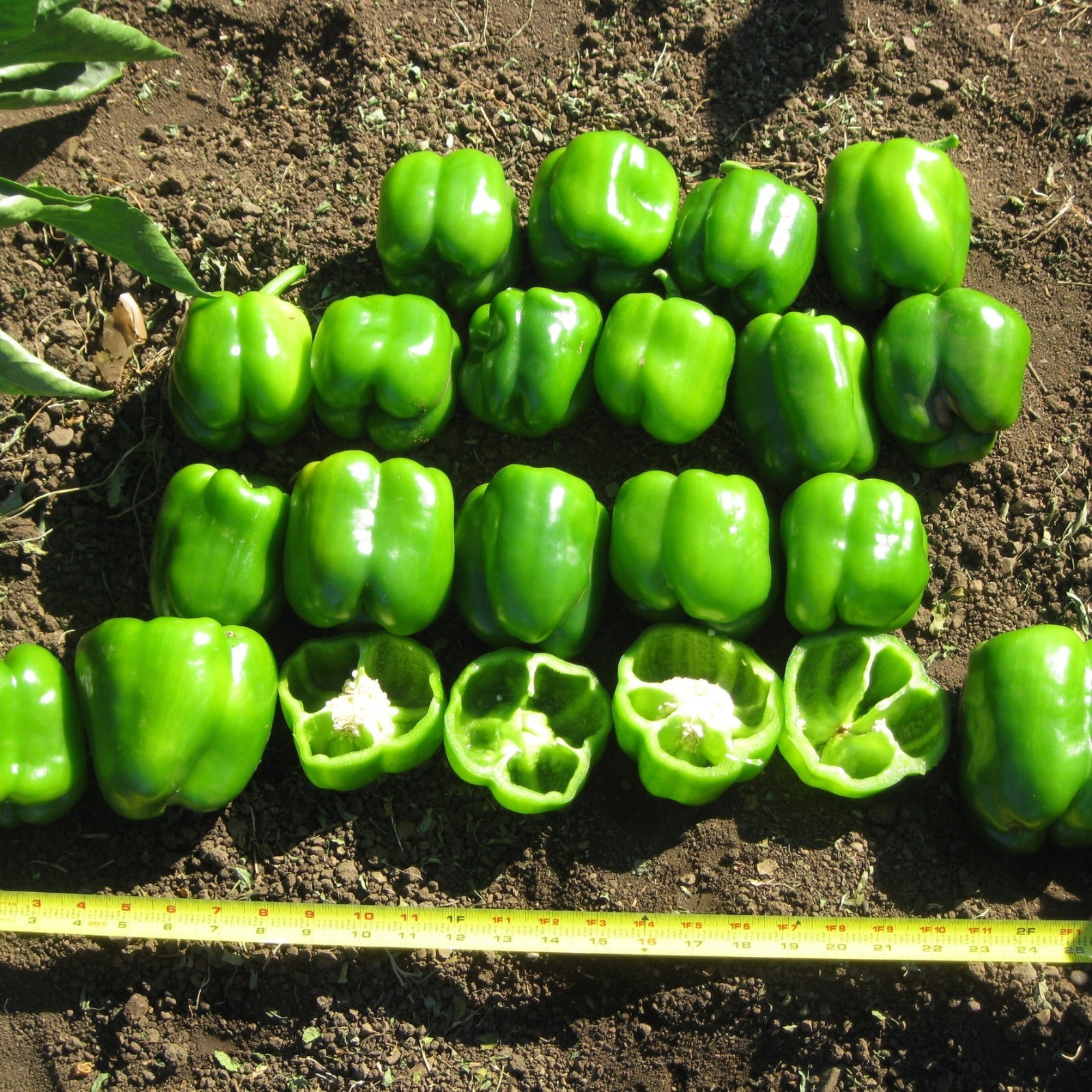 Puerto Rico Grown Green Bell Pepper Seeds, Capsicum anuum, NON-GMO Organic