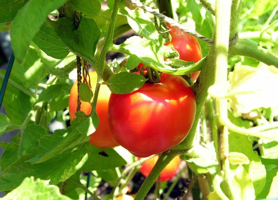 Creole Tomato Seeds, Heat Tolerant, Gulf Region Heirloom, NON-GMO, FREE SHIPPING