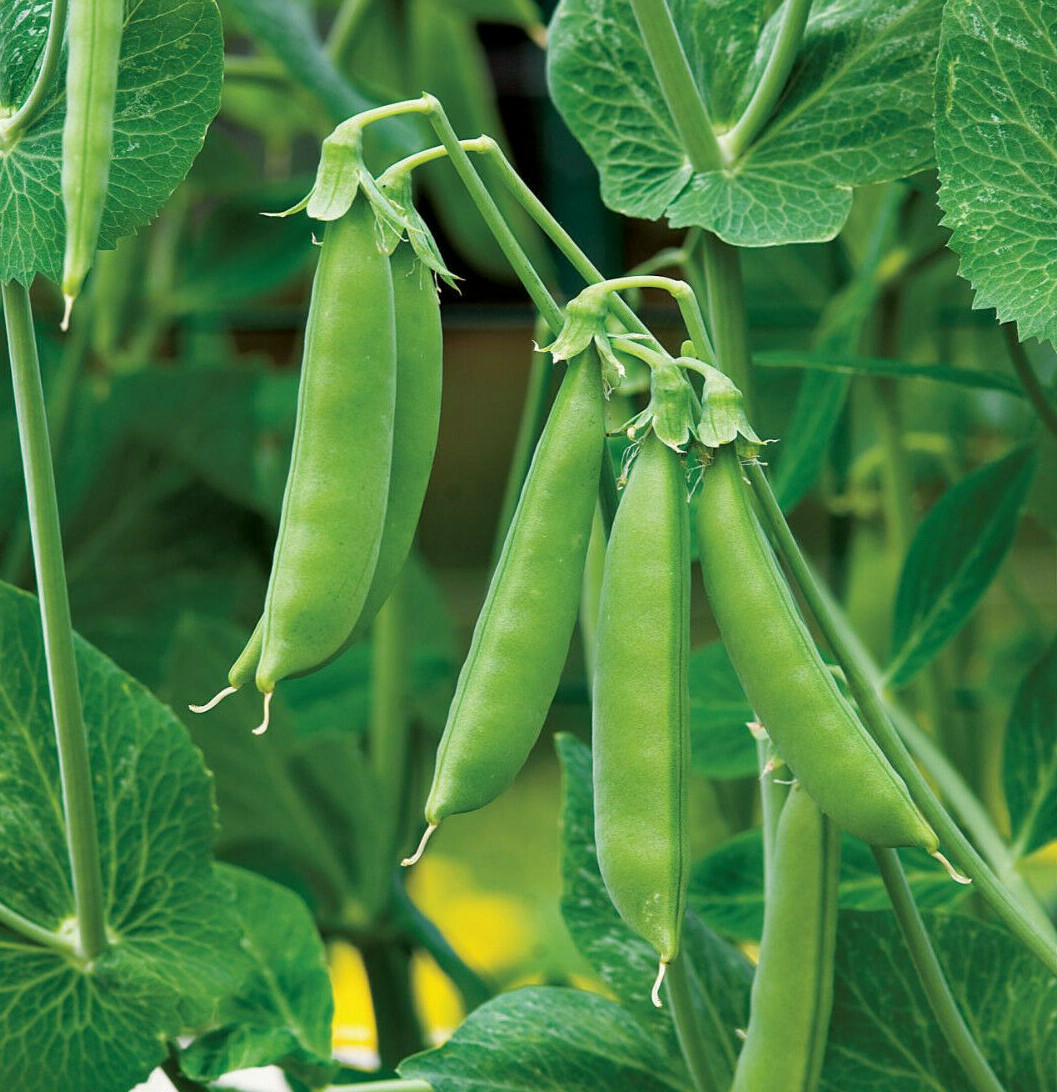 Sugar Daddy Snap Pea Seeds | Non GMO Asian Garden Snow Peas Vegetable Seed 2024