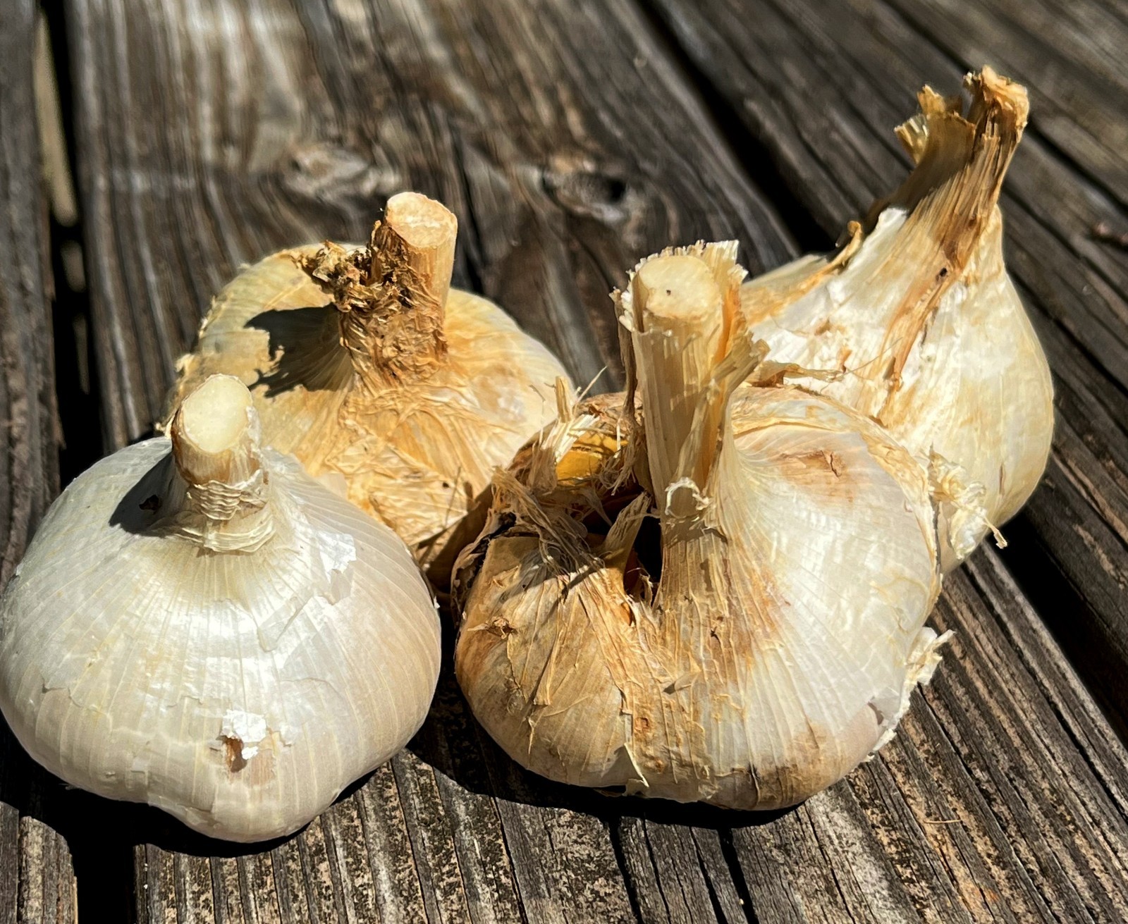 Elephant Garlic Cloves (5 lg cloves) from 2025 crop. Ready to plant. SHIPS FREE