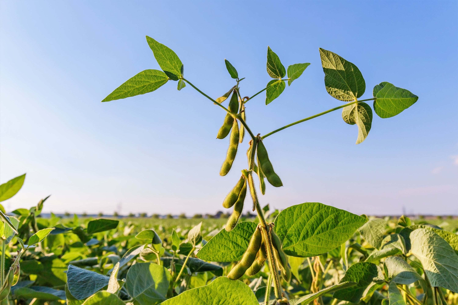 20 Organic MIDORI GIANT SOYBEAN Edamame Glycine Max Green Bean Vegetable Seeds