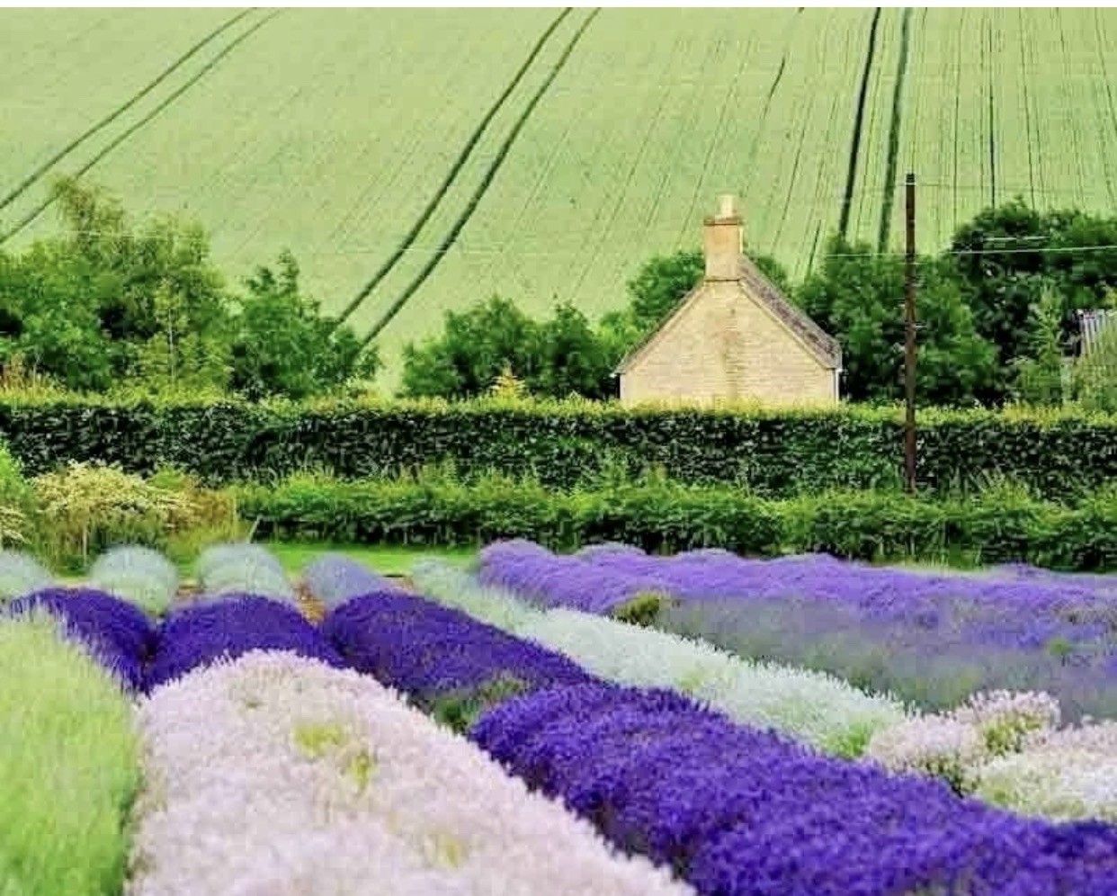 1200+ ENGLISH LAVENDER SEEDS 🌱 HEIRLOOM MOSQUITO REPELLENT HERB FREE SHIPPING