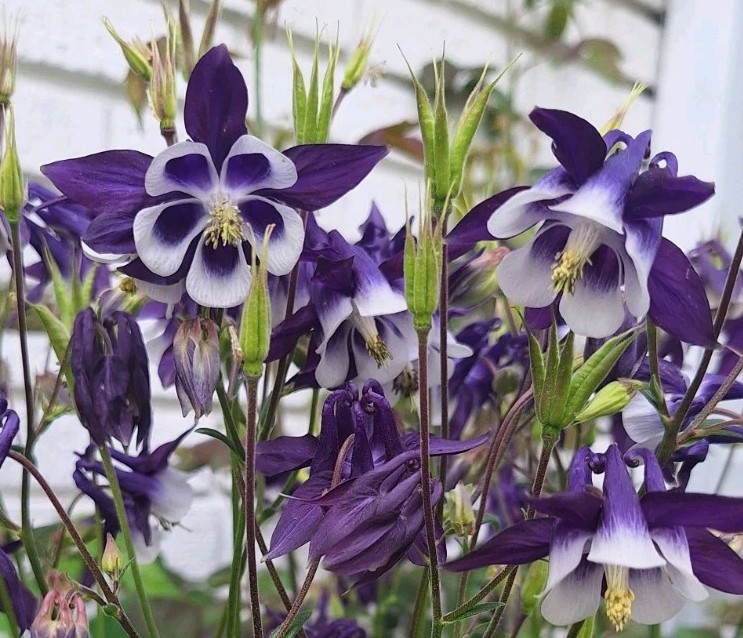 Kirigami Deep Blue And White Columbine Seeds – Packet Of 50