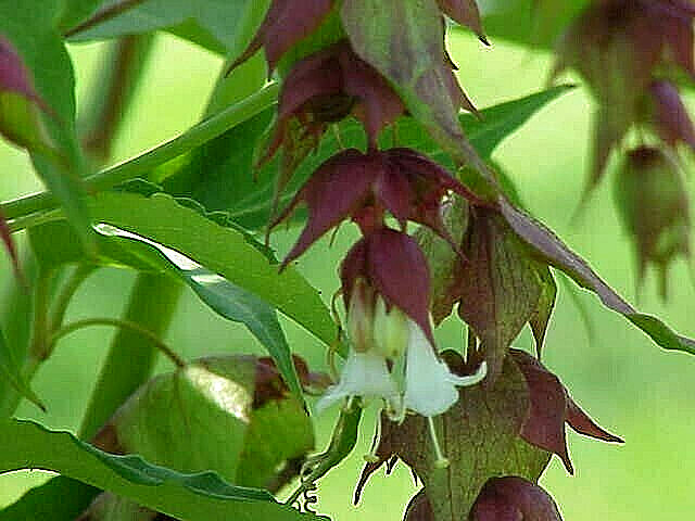 BULK, Himalayan Honeysuckle bush 1000 seeds hardy perennial, mariesgreengarden