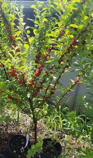 15 Nanking Bush Cherry Seeds.