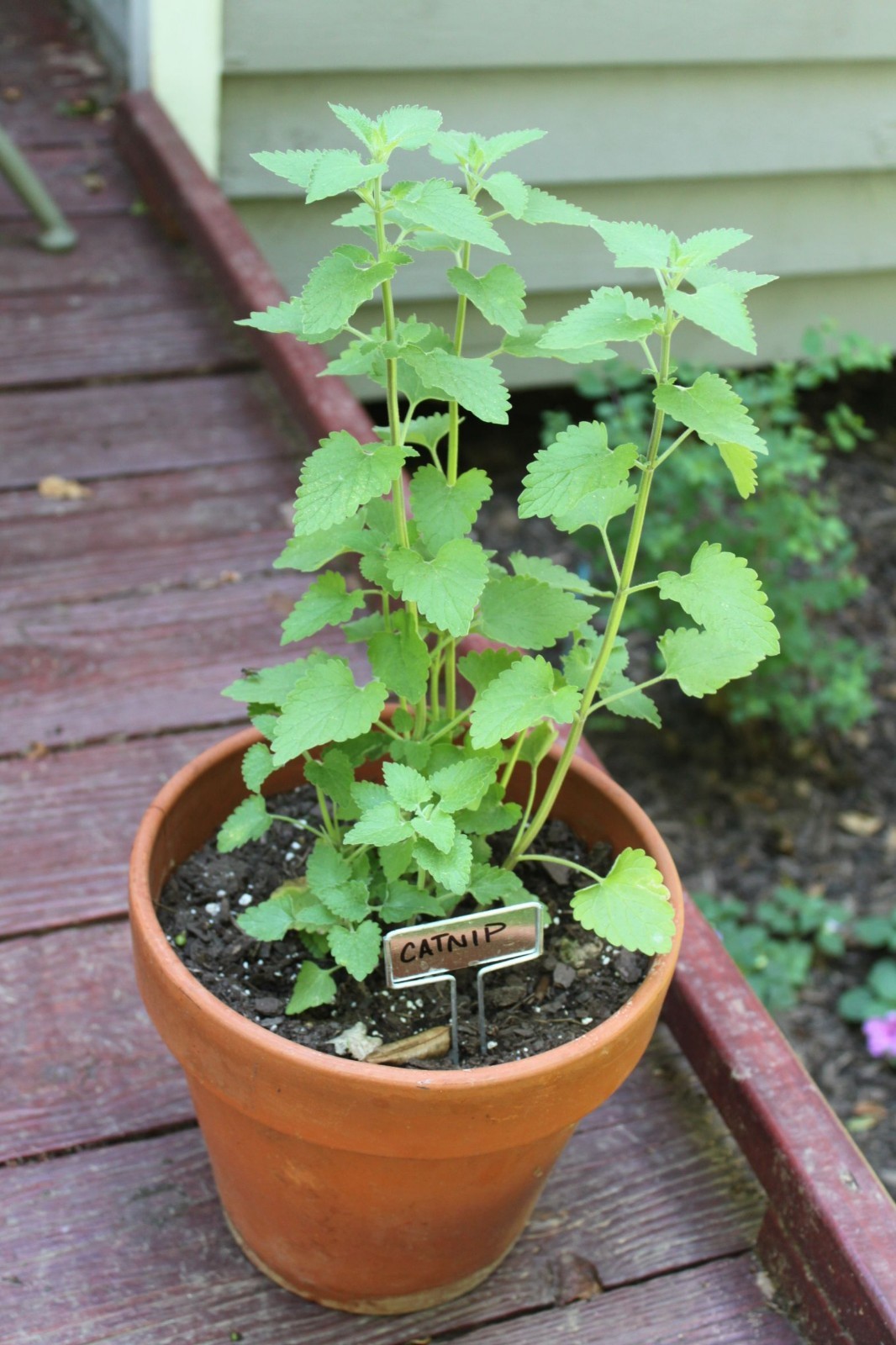 501+CATNIP Seeds Cat Sedative Herbal Drought Poor Soils Organic Container/Garden
