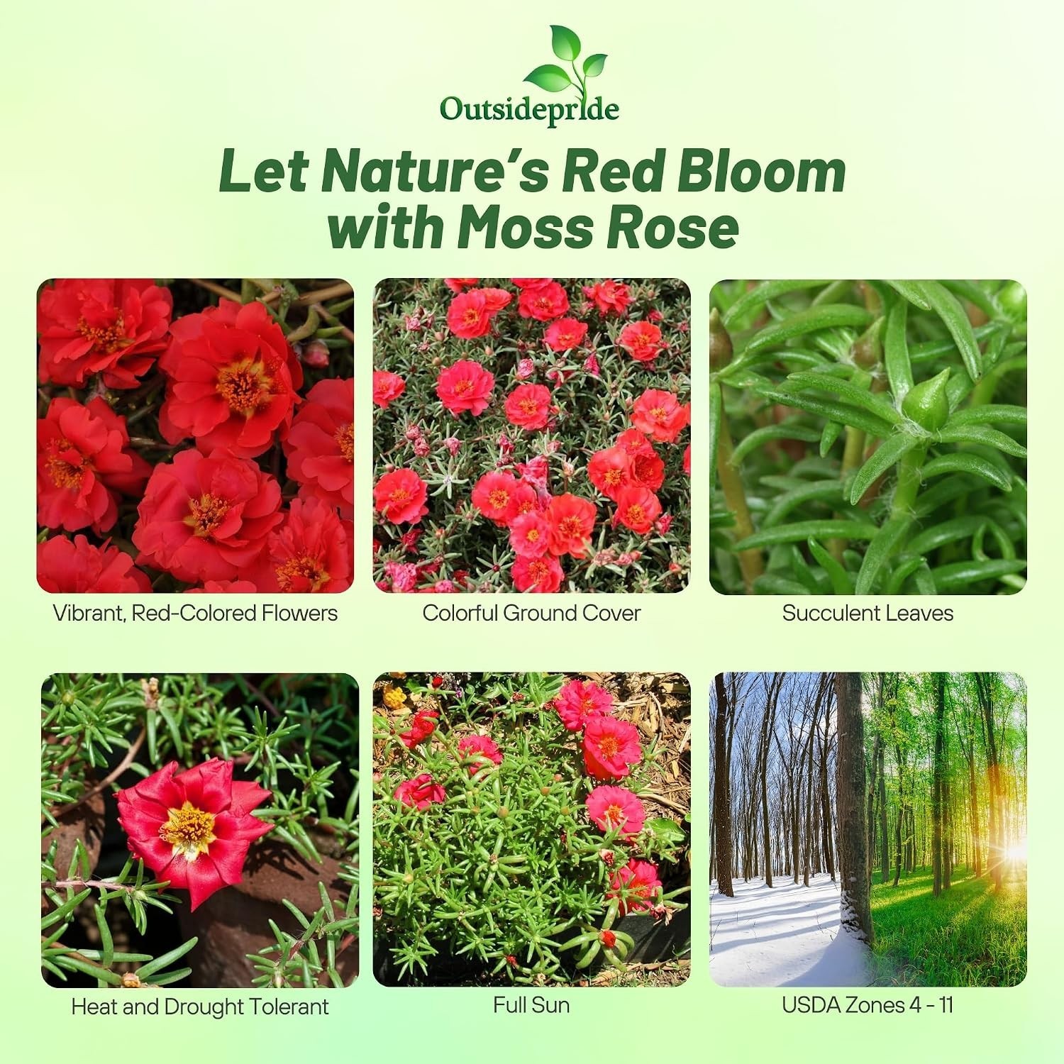 Vibrant Red Moss Rose Flower Seeds – 5000 Pcs, Easy to Grow & Drought Resistant