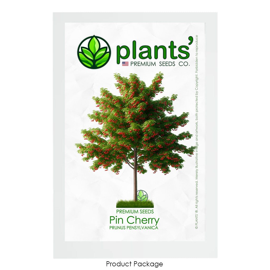 Pin Cherry Tree | Premium Seeds | Prunus pensylvanica ‘Summer’ | Plants’®