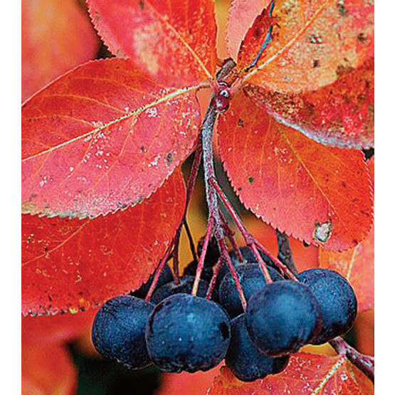 Black Chokeberry Shrub, Aronia melanocarpa, Seeds (Edible, Fall Color, Hardy)