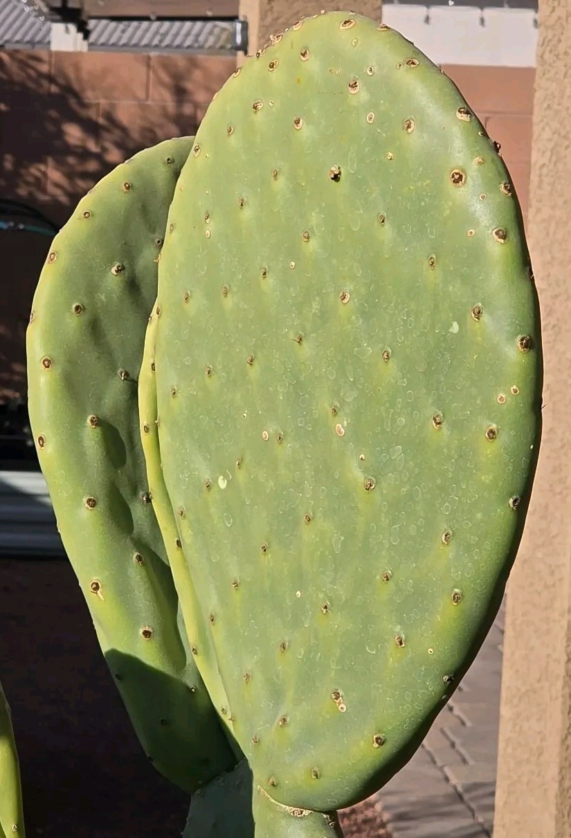 1 GIANT XXL RED FLOWER BURBANK SPINELESS OPUNTIA PRICKLY PEAR NOPAL CACTUS PADS