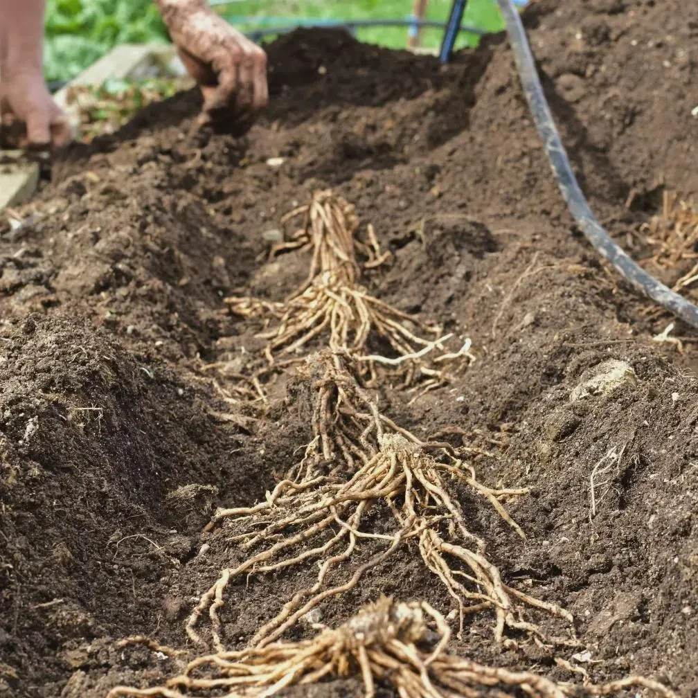 24 Asparagus Crowns “Purple Passion” 2 Yrs(Pack of 24 Bare Root Plants)Zone 3-8