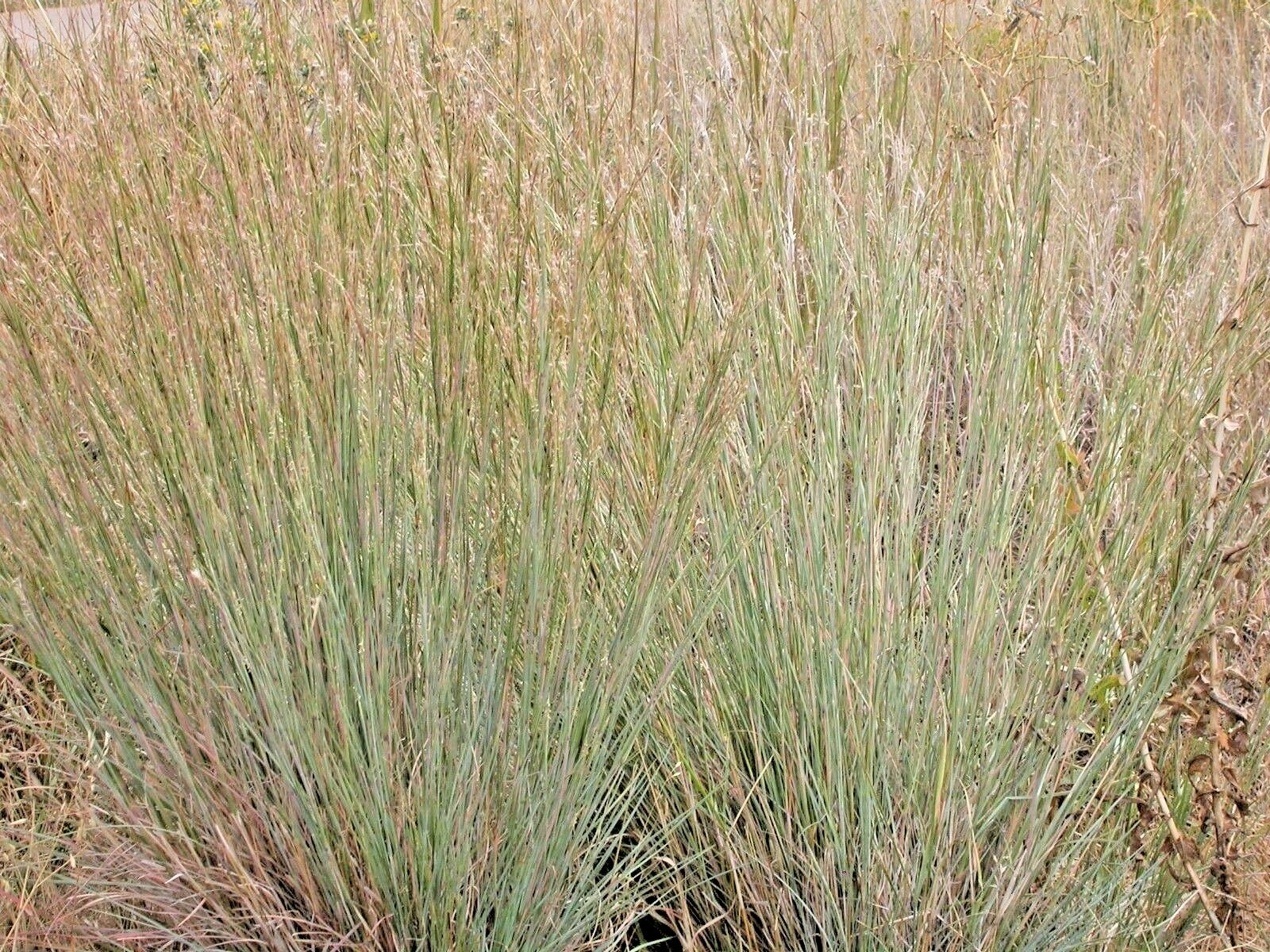 501+BIG BLUESTEM Seeds Native Tall Grass Prairie Ornamental Drought Heat Cold