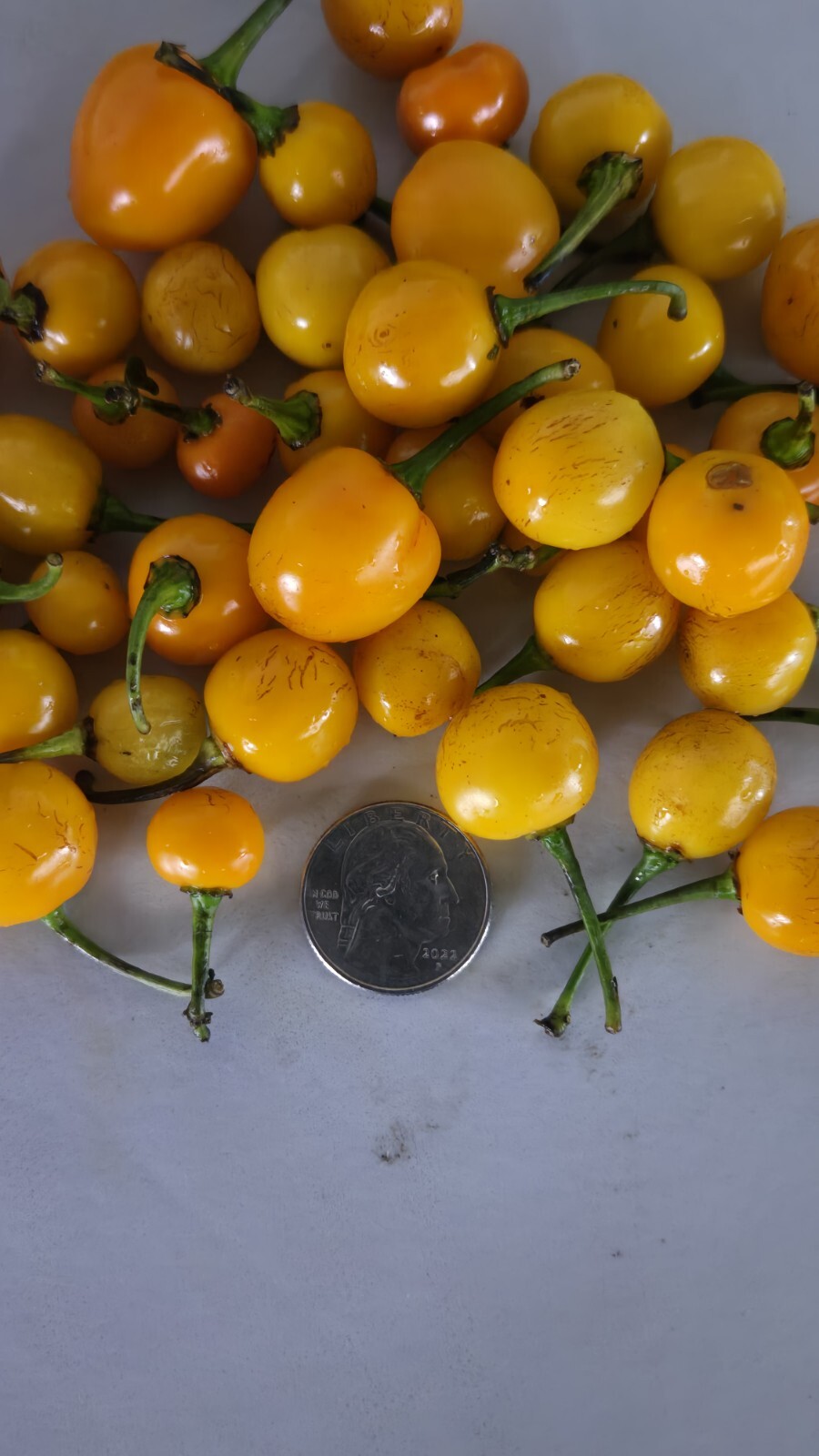 30 Guyana Wiri Wiri Pepper Seeds