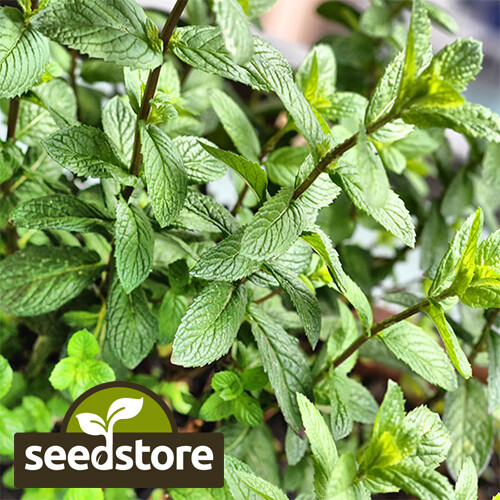 Peppermint Seeds | Heirloom – Non-GMO | Free Shipping | Herb Seeds | 1169