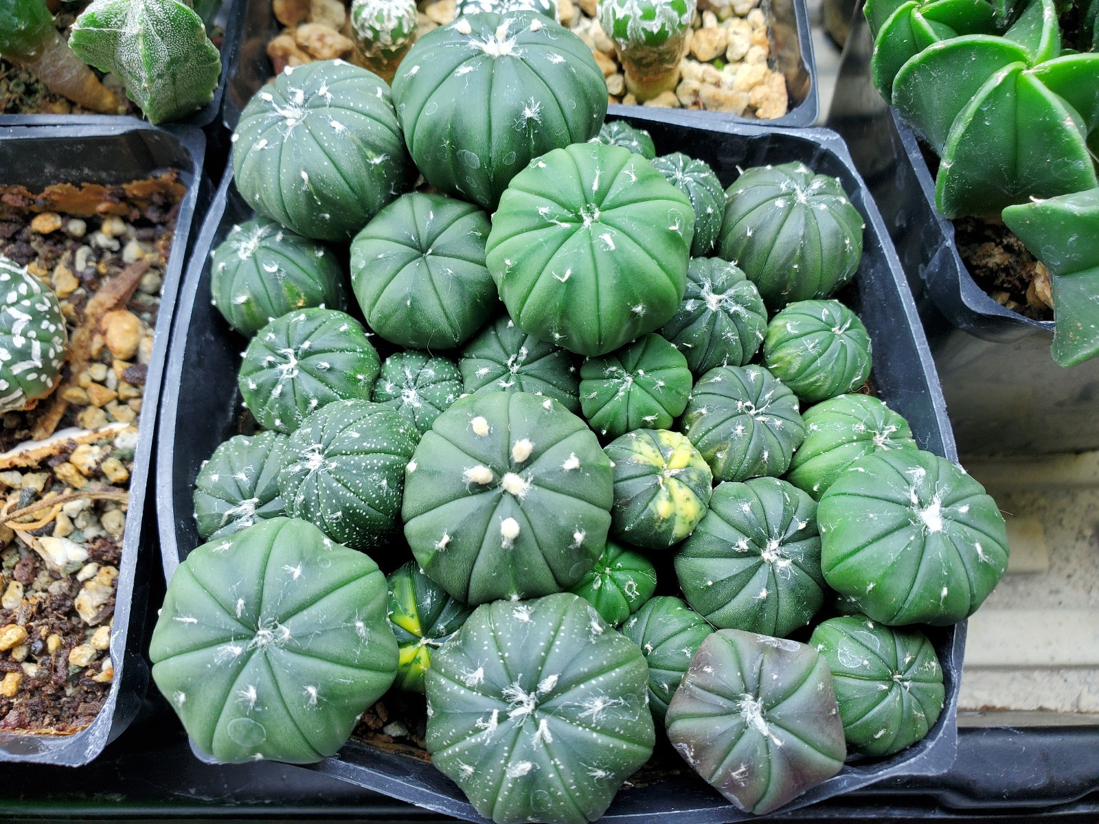 Astrophytum asterias “Mixed Cultivar” 100 Seeds