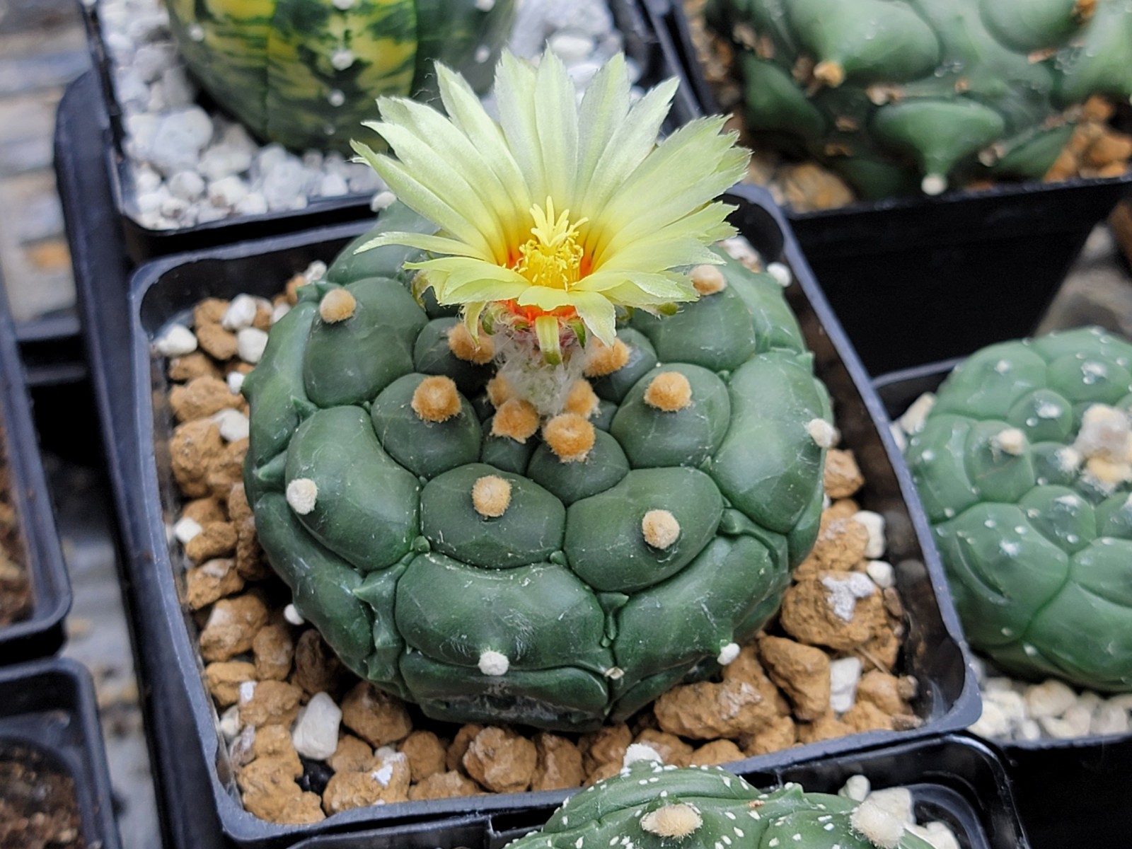 Astrophytum asterias “Mixed Cultivar” 100 Seeds